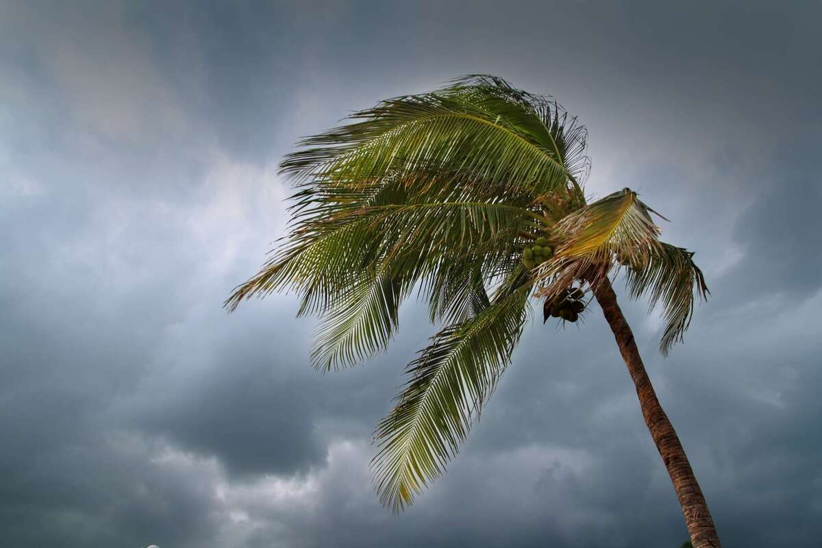 Hurricane tropical storm coconut palm tree leaves (S) (R)