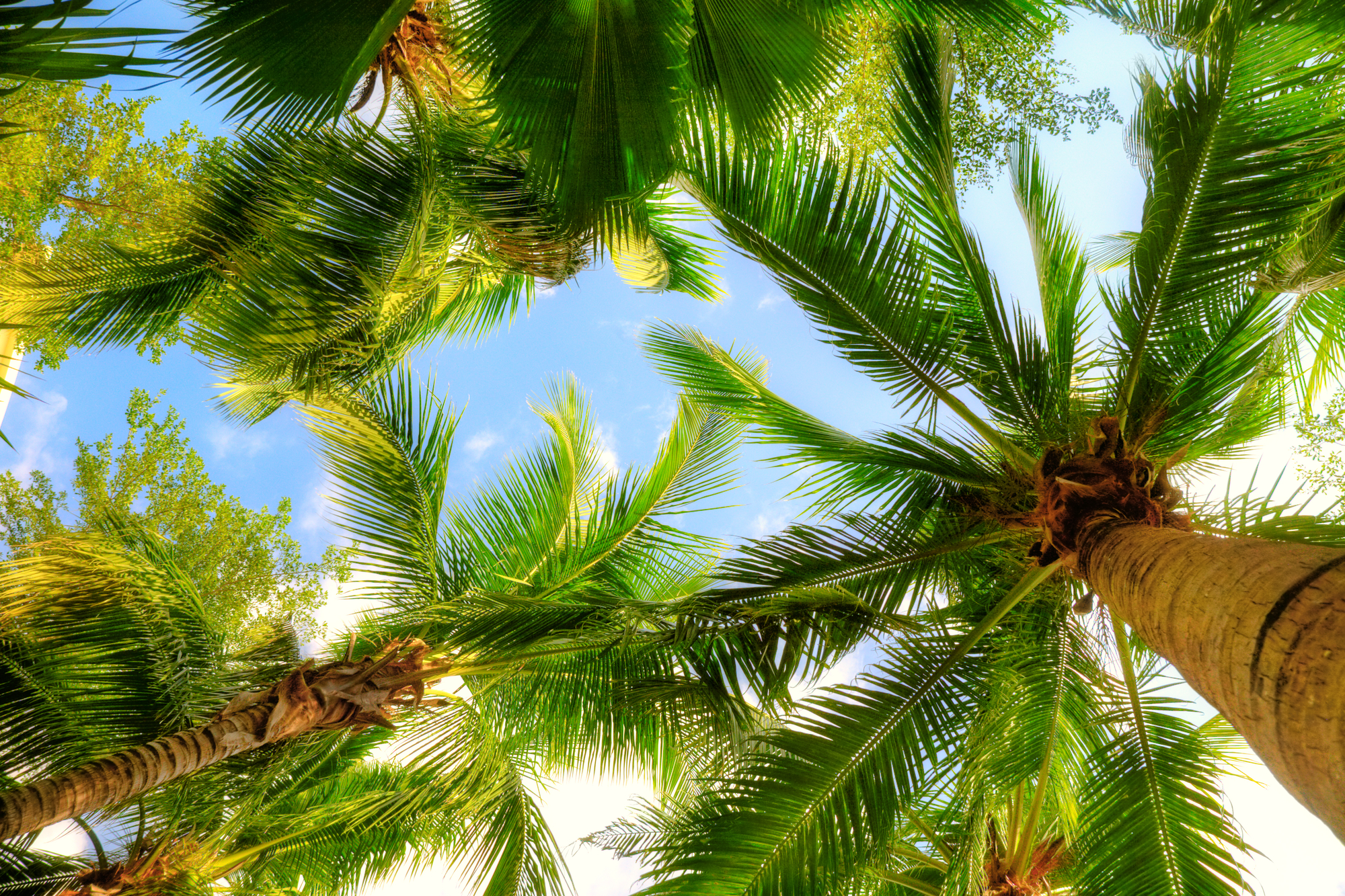 Pro Palm Island Vacation Rental Property Management = Pro Maintenance