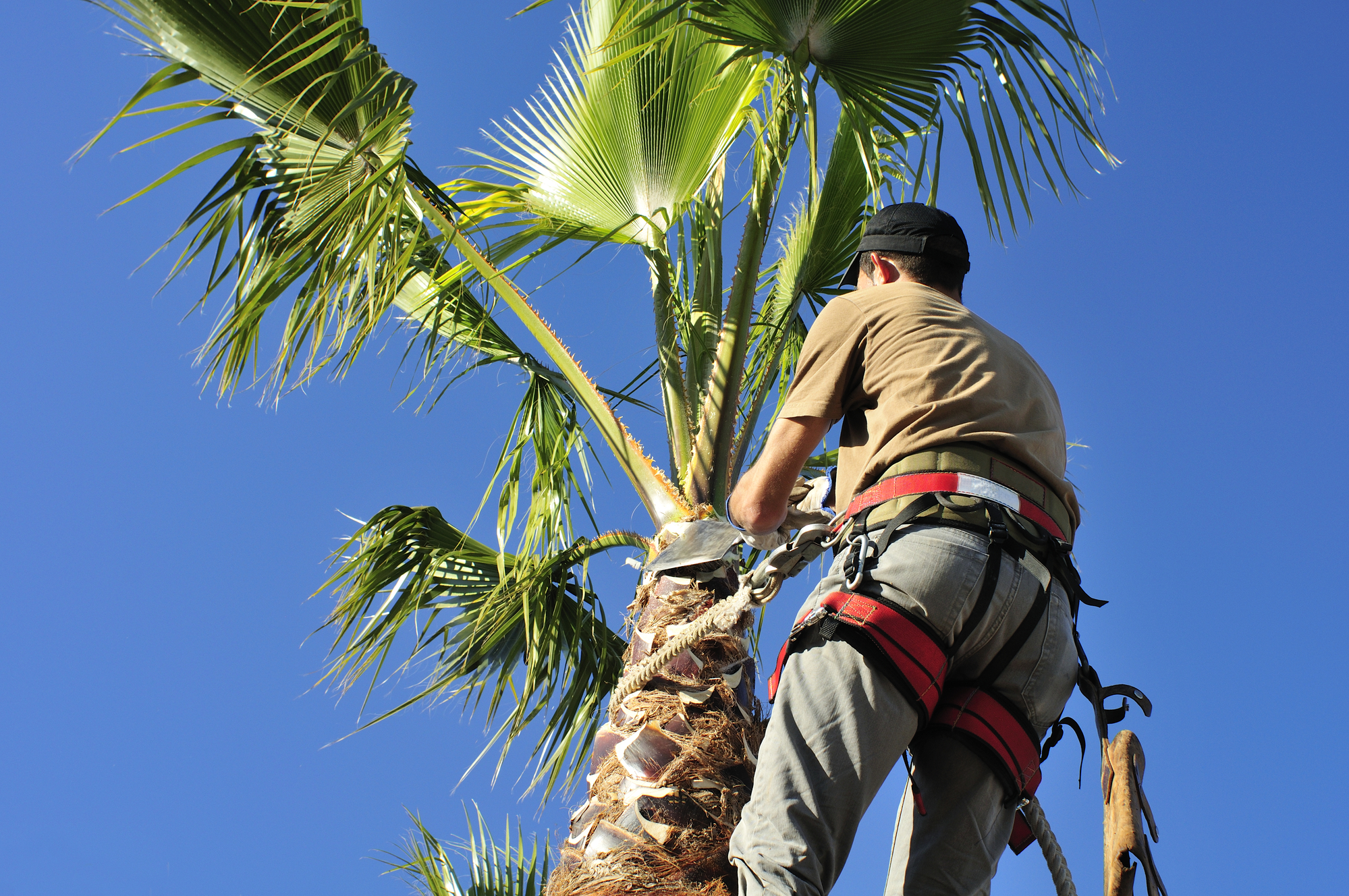 Pruning a Palm Tree